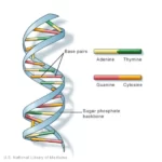 DNA Full Form